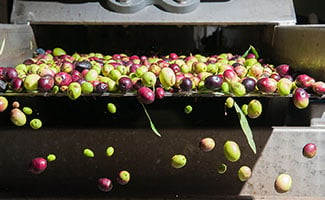 Markets-Food-Beverage-Olives-production-325x200px