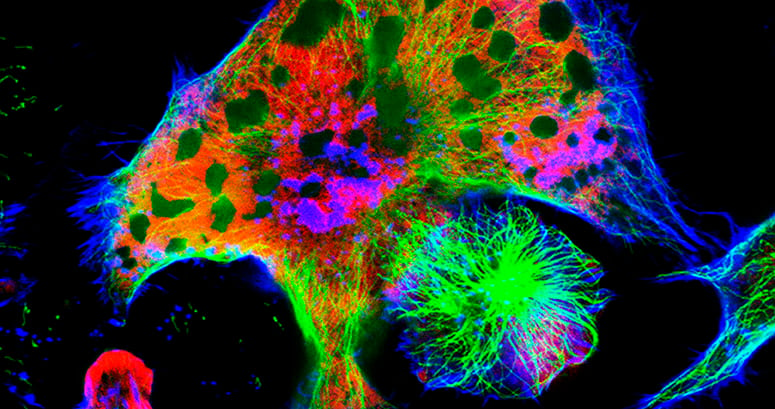 Microscopy-Imaging-JAI-area-scan-cameras