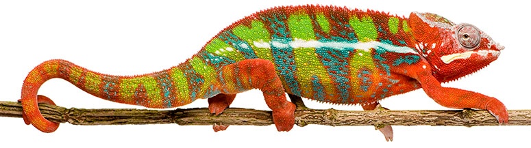 JAI-Chameleon-775-pixel-wide